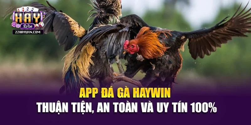 App Đá Gà Haywin - Thuận Tiện, An Toàn Và Uy Tín 100%