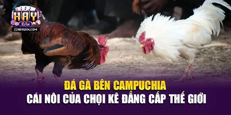 Đá Gà Bên Campuchia​ - Cái Nôi Của Chọi Kê Đẳng Cấp Thế Giới