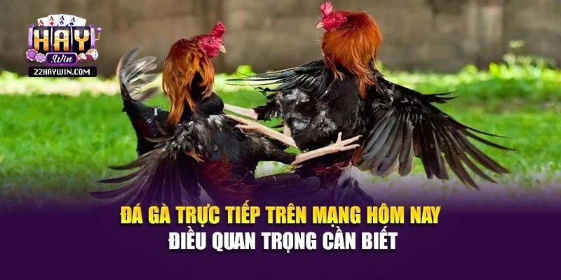 Đá Gà Trực Tiếp Trên Mạng Hôm Nay - Điều Quan Trọng Cần Biết
